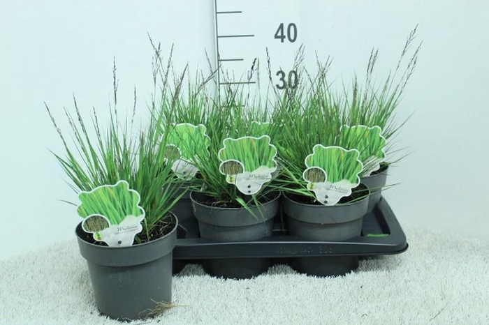 <h4>Molinia Caerulea Edith Dudszus</h4>