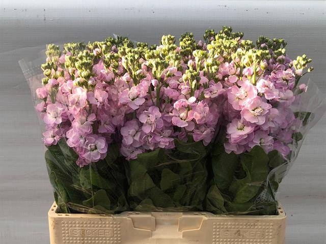 <h4>MATTH MATHILDA PINK</h4>