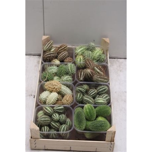 F- Cucumis Mix