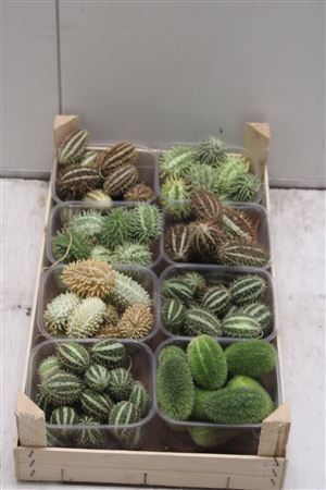 <h4>F- Cucumis Mix</h4>