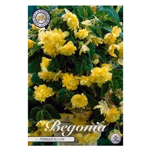 Begonia Pendula Yellow x3 5/6