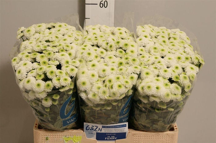 <h4>Chr S Ferry</h4>