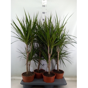 Dracaena marg.