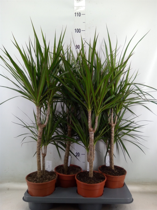 <h4>Dracaena marg.</h4>