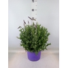 Lavandula   ...