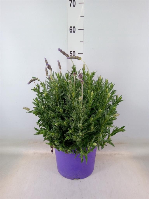 Lavandula   ...