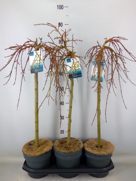 <h4>Salix arbuscula</h4>