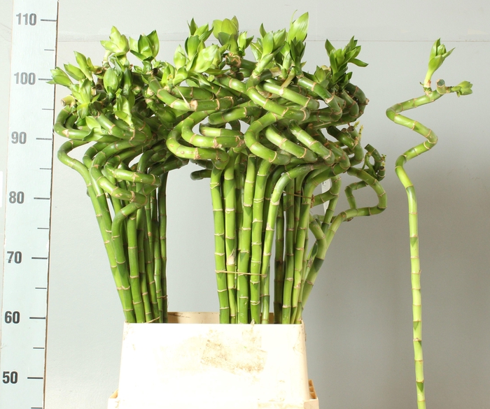 <h4>DRAC LUCKY BAMBOO</h4>