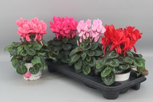 <h4>CYCL GR SUP XL</h4>