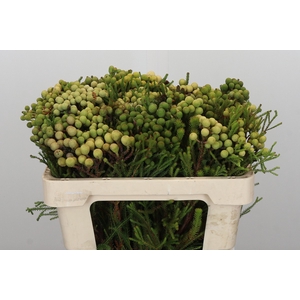 Kaaps Groen Baubles Young