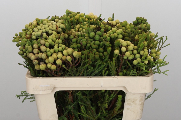 Kaaps Groen Baubles Young