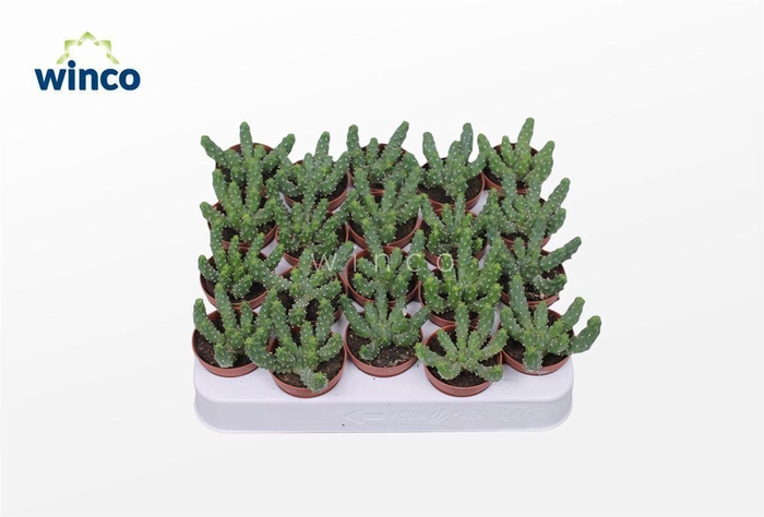 <h4>Euphorbia Inermis</h4>