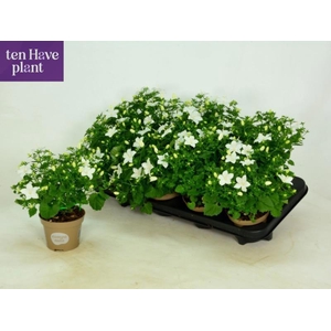 CAMP IS ATLANT WHITE