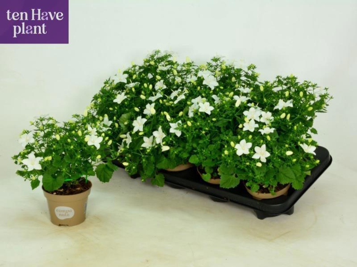 <h4>CAMP IS ATLANT WHITE</h4>