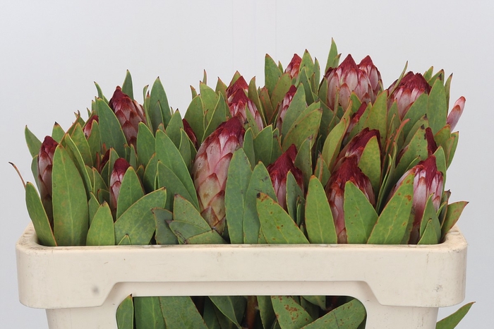 <h4>Protea Robijn</h4>