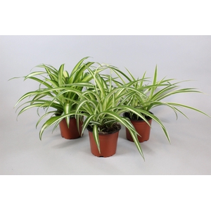Chlorophytum mix
