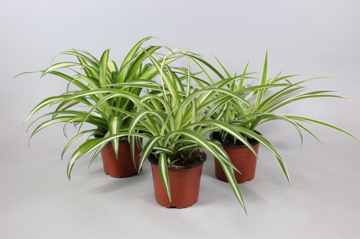 <h4>Chlorophytum mix</h4>