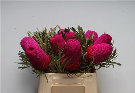 <h4>Banksia Hookeriana Cerise</h4>