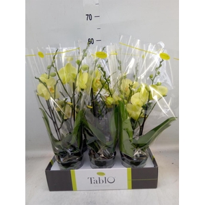 Phalaenopsis   ...yellow