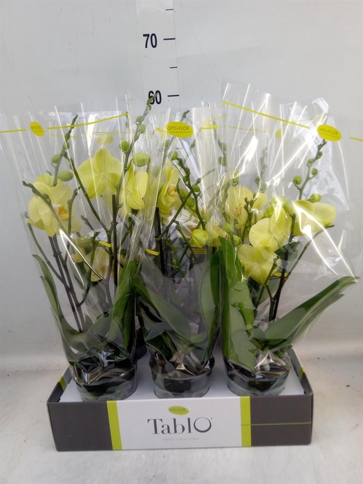 <h4>Phalaenopsis ...yellow</h4>