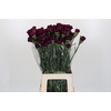 Dianthus St Purple Damascus
