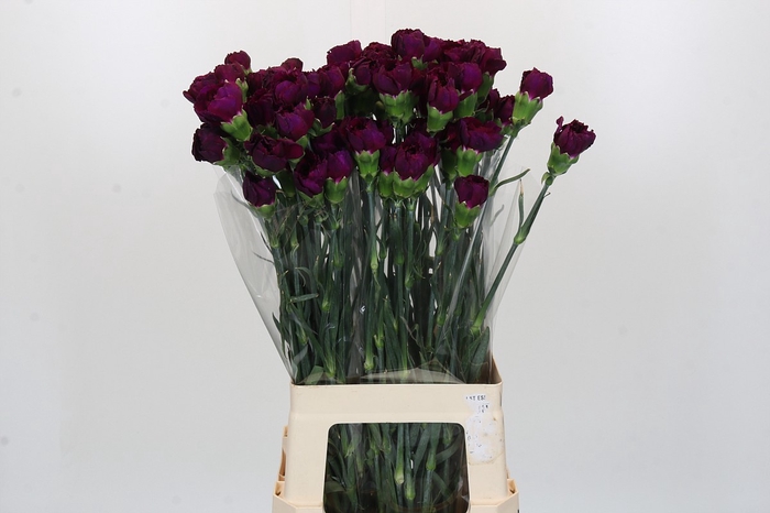 <h4>Dianthus St Purple Damascus</h4>