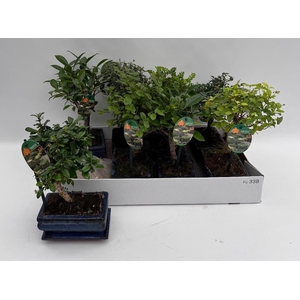 Bonsai Gem