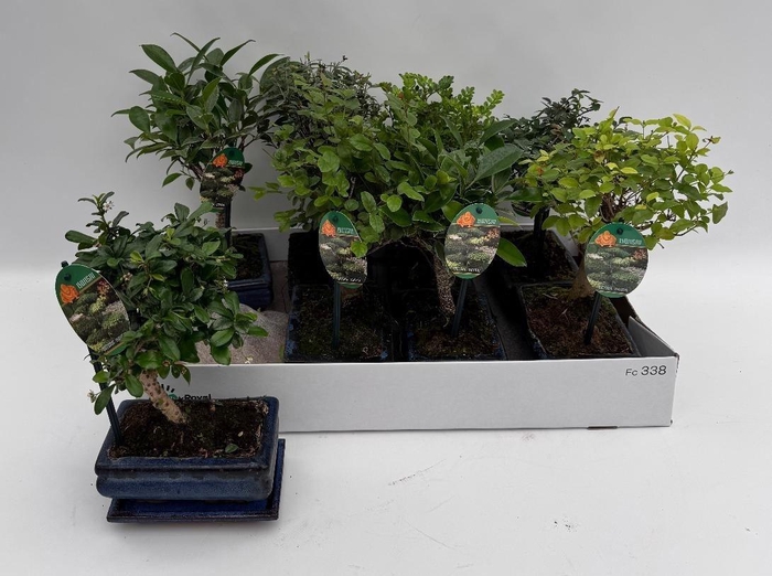 <h4>Bonsai Gem</h4>