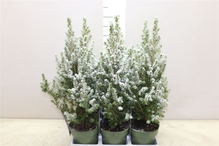 <h4>Picea Gl December Snow</h4>