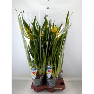 Cymbidium   ...