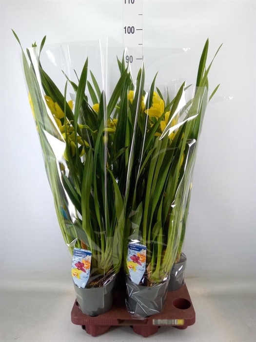 <h4>Cymbidium   ...</h4>