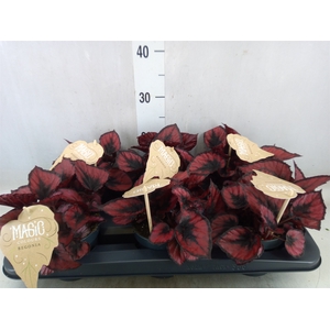 Begonia BD 'MagicColours Red Kiss'