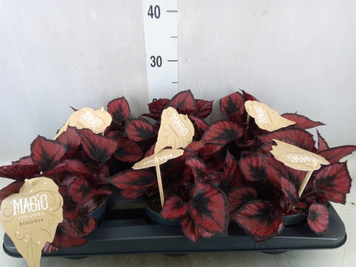 <h4>Begonia BD 'MagicColours Red Kiss'</h4>