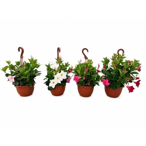 Dipladenia hangpot diverse kleuren