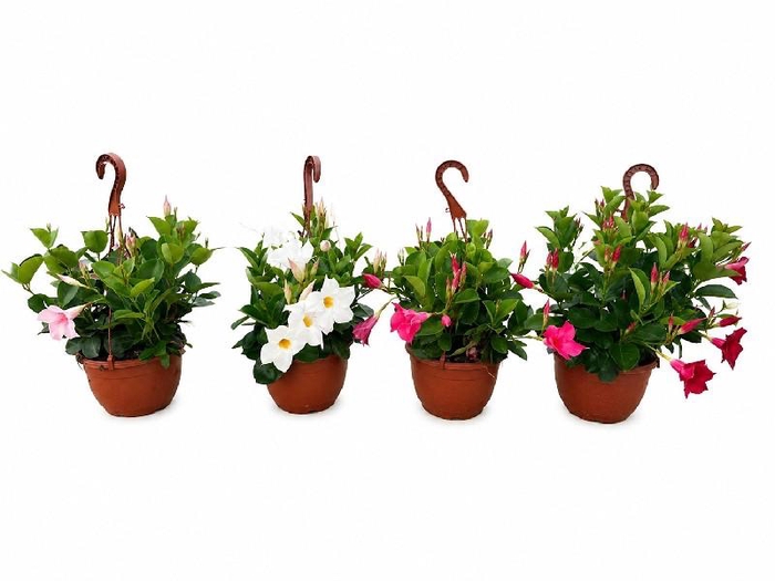 <h4>Dipladenia hangpot diverse kleuren</h4>
