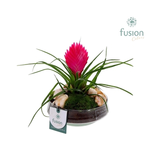 Green Bottle Iris Small met Bromelia