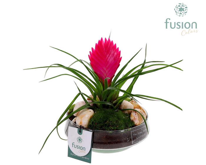 <h4>Green Bottle Iris Small met Bromelia</h4>