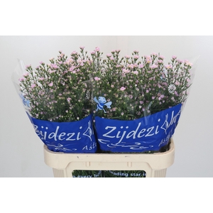 Aster Claudia