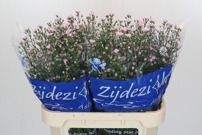 <h4>Aster Claudia</h4>