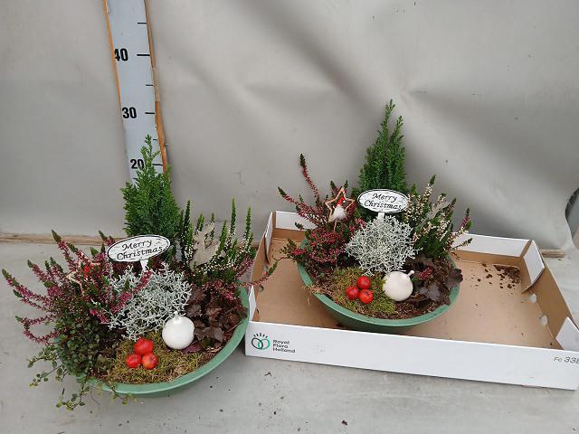 <h4>ARR TUINPLANTEN</h4>