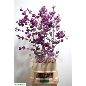 Callicarpa Bo Mag Purple Giant