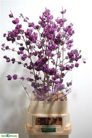 <h4>Callicarpa Bo Mag Purple Giant</h4>