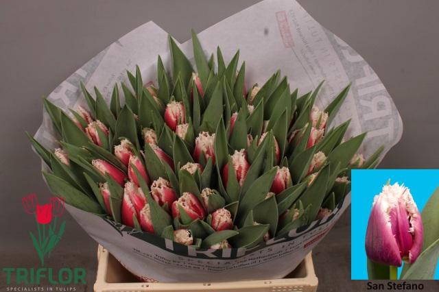 <h4>TU FR SAN LEANDRO</h4>