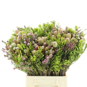 ALLERHEILIGENBOEK BS