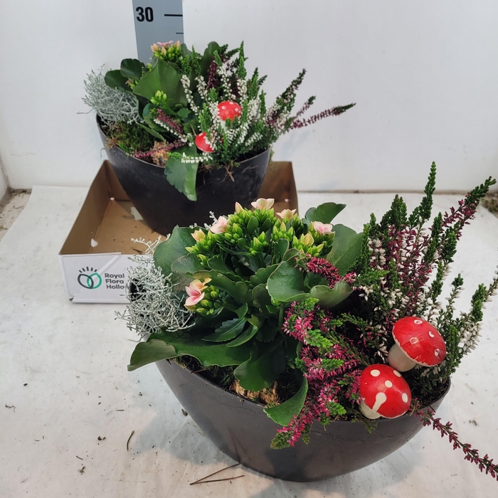 <h4>ARR PL IN SCHAAL</h4>