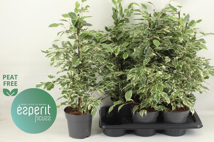 <h4>FIC BE TWILIGHT</h4>