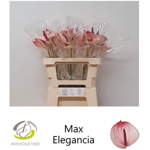 ANTH A MAX ELEGAN