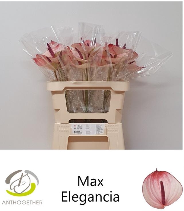 <h4>ANTH A MAX ELEGAN</h4>