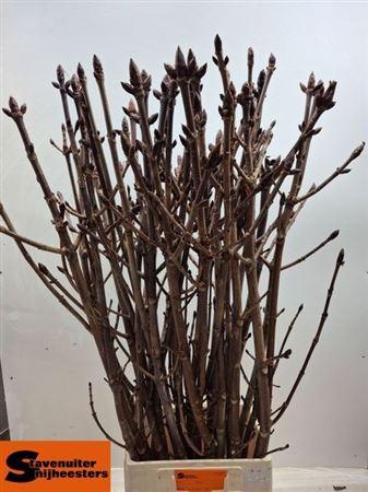 <h4>Aesculus Hippoc Tak</h4>