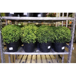 Buxu Sempervirens